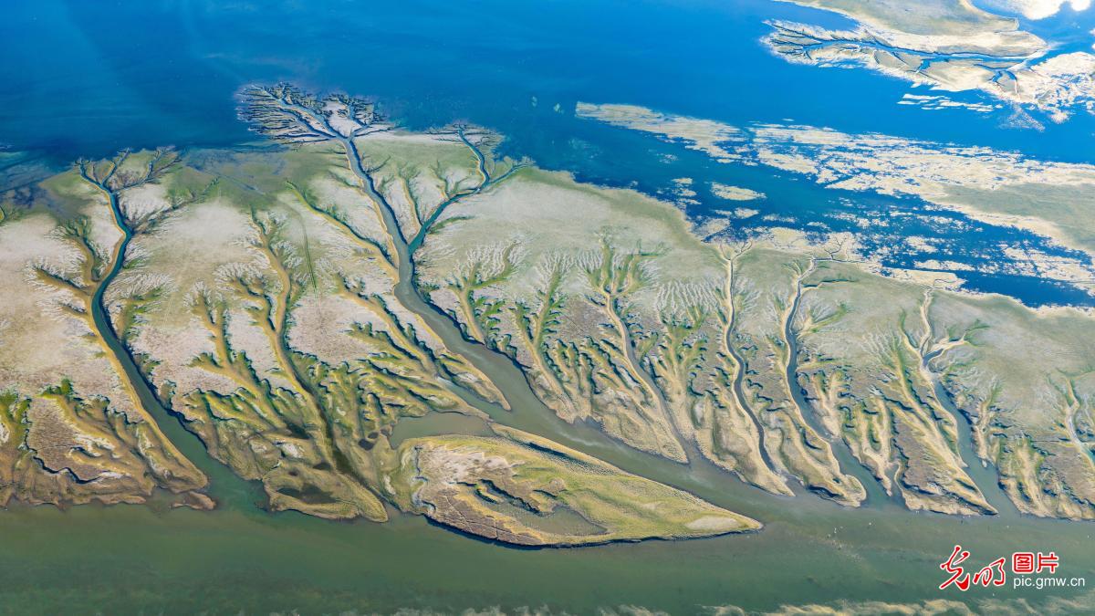 “Tree of Earth” scenery appears at Poyang Lake in E China