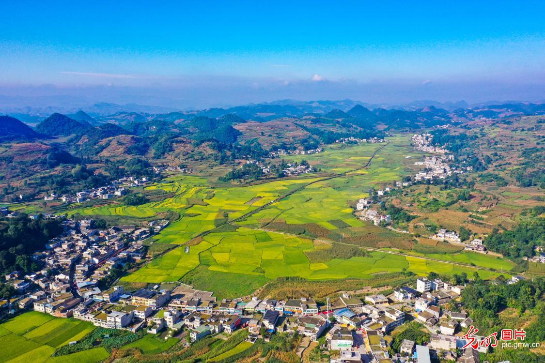 Rice fields paint vivid early autumn harvest scene in SW China's Guizhou