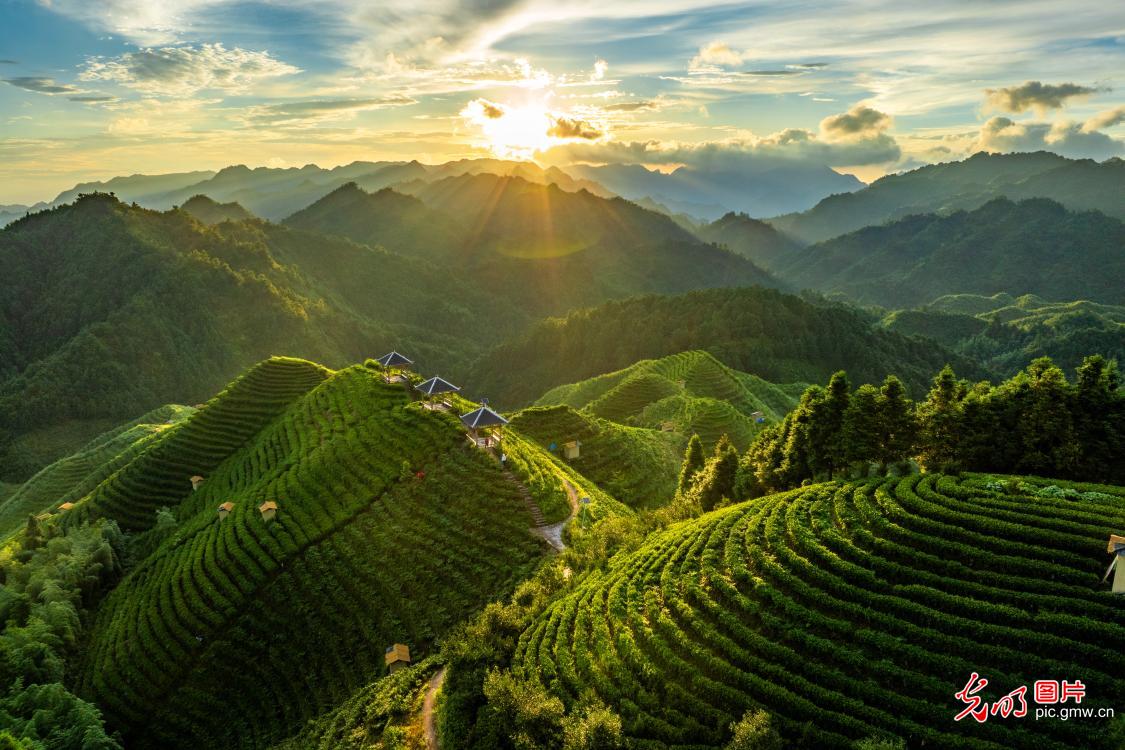 Golden sunlight illuminates high-mountain tea garden in S China's Guangxi