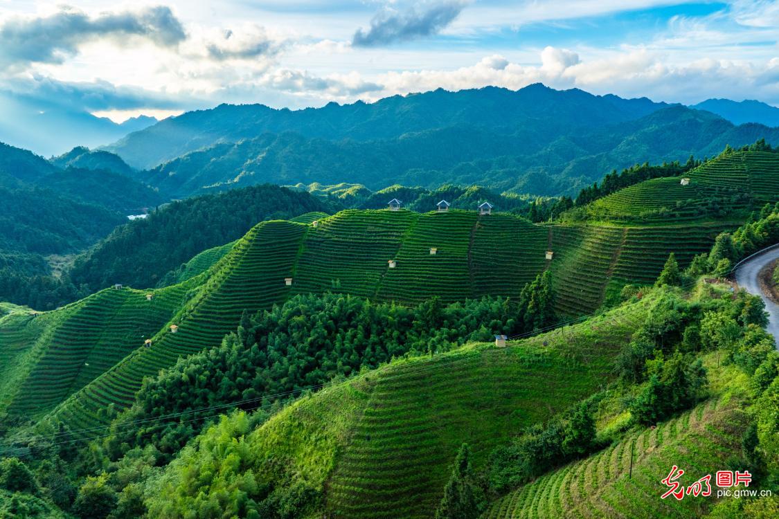 Golden sunlight illuminates high-mountain tea garden in S China's Guangxi