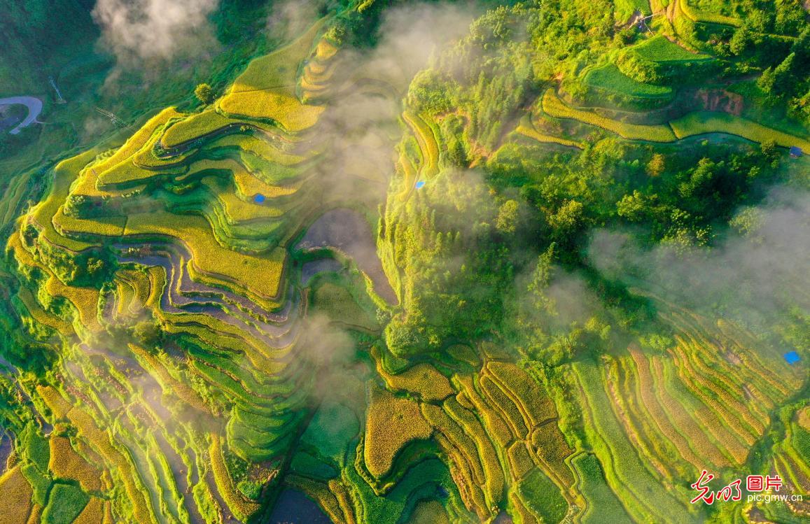 Layered terraces in S China's Guangxi wrap in clouds