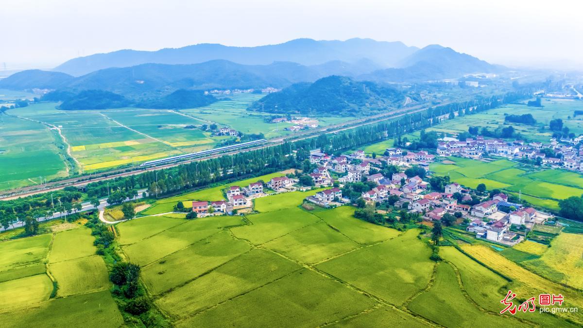 High-speed train threads through golden farmlands in E China's Anhui