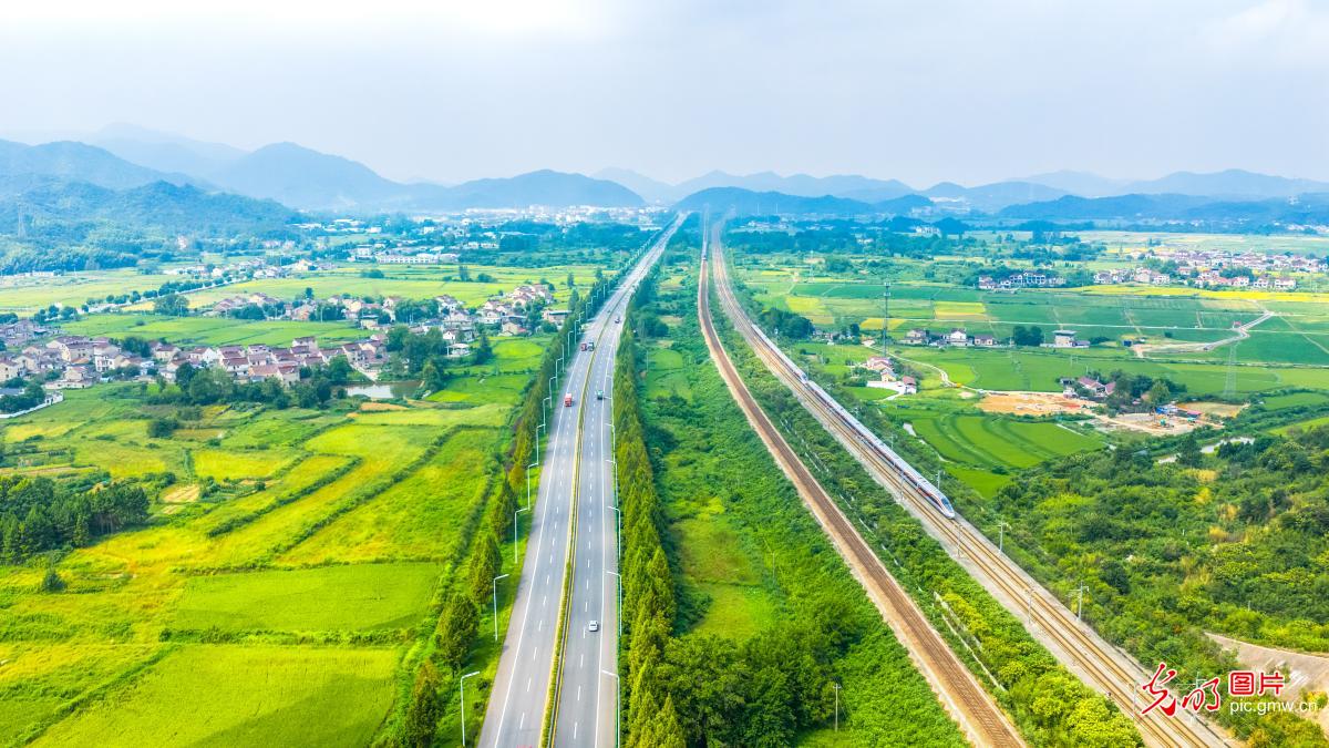High-speed train threads through golden farmlands in E China's Anhui