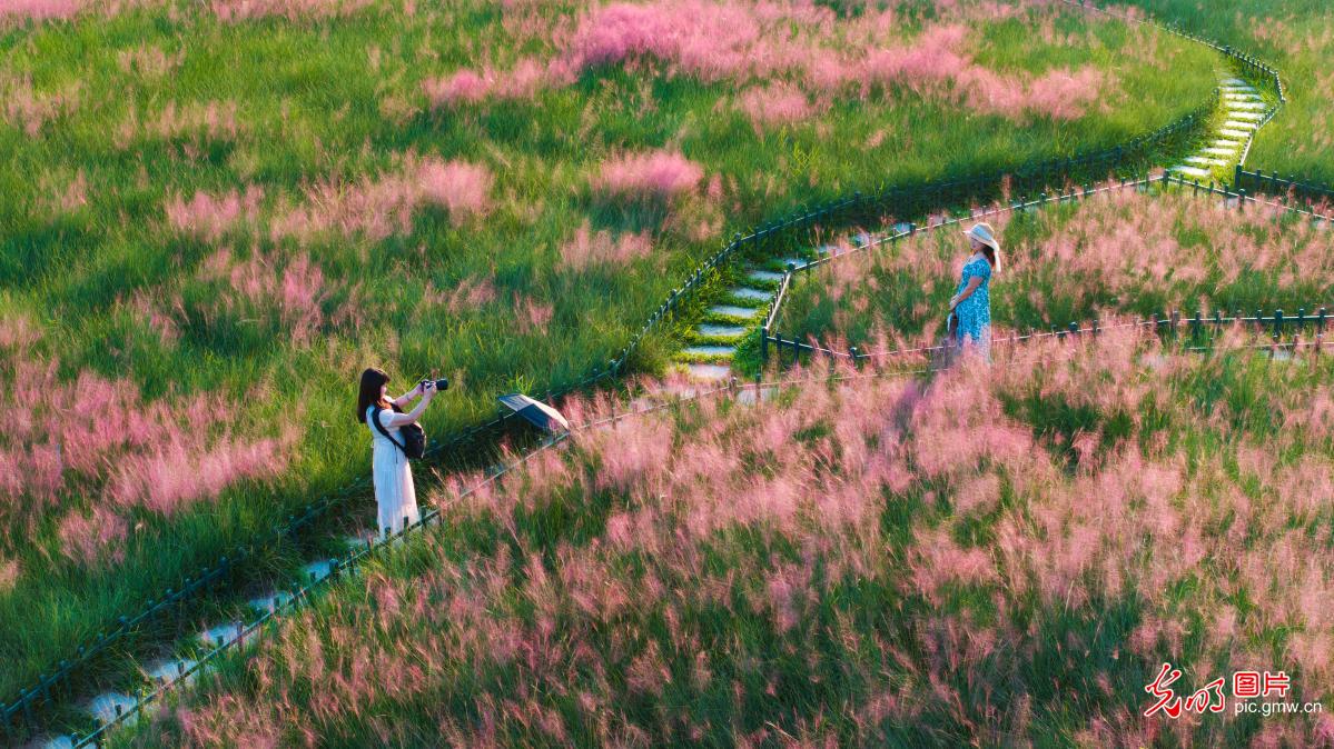 Sea of pink muhly grass bloosoms in S China's Guangxi