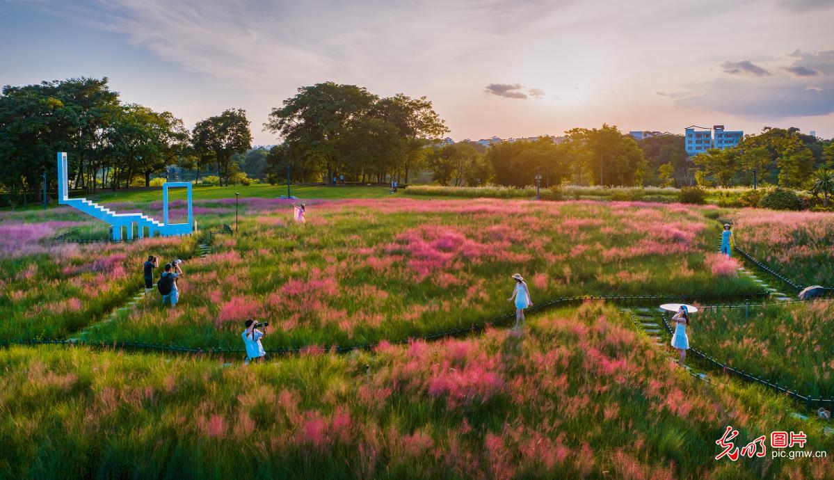 Sea of pink muhly grass bloosoms in S China's Guangxi