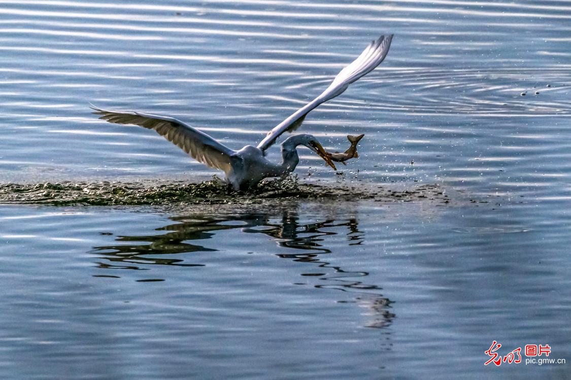 Egrets and autumn scenery create dynamic eco-picture in E China's Shandong