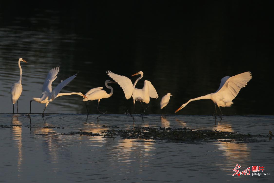 Egrets and autumn scenery create dynamic eco-picture in E China's Shandong