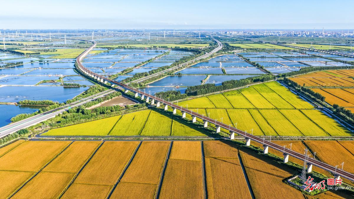 Ripe golden rice adds beauty to north China's Hebei