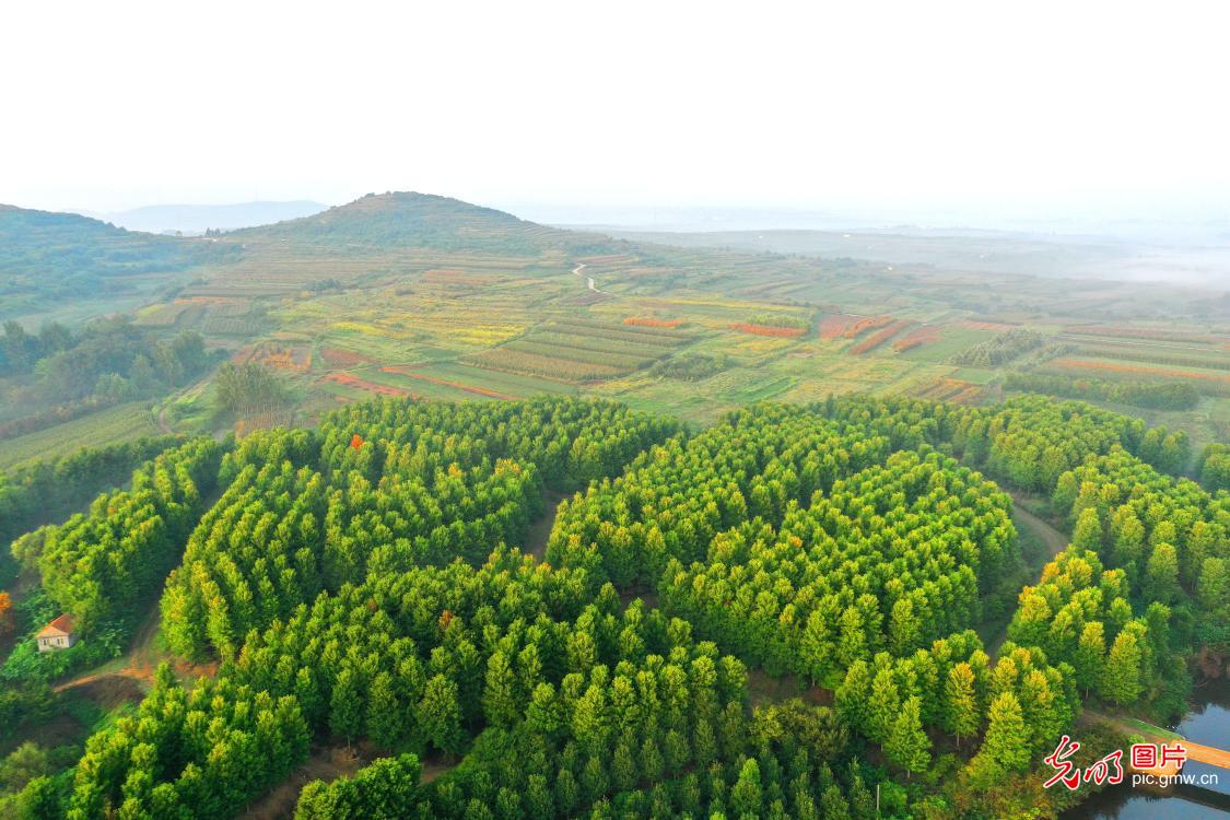 Autumn maples adorn vibrant countryside landscape in east China