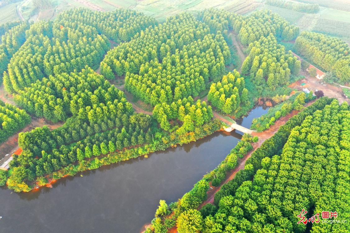 Autumn maples adorn vibrant countryside landscape in east China