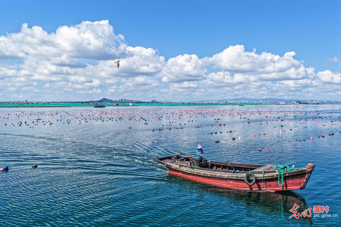 Fishermen head out to sea at national marine ranch in E China's Shandong