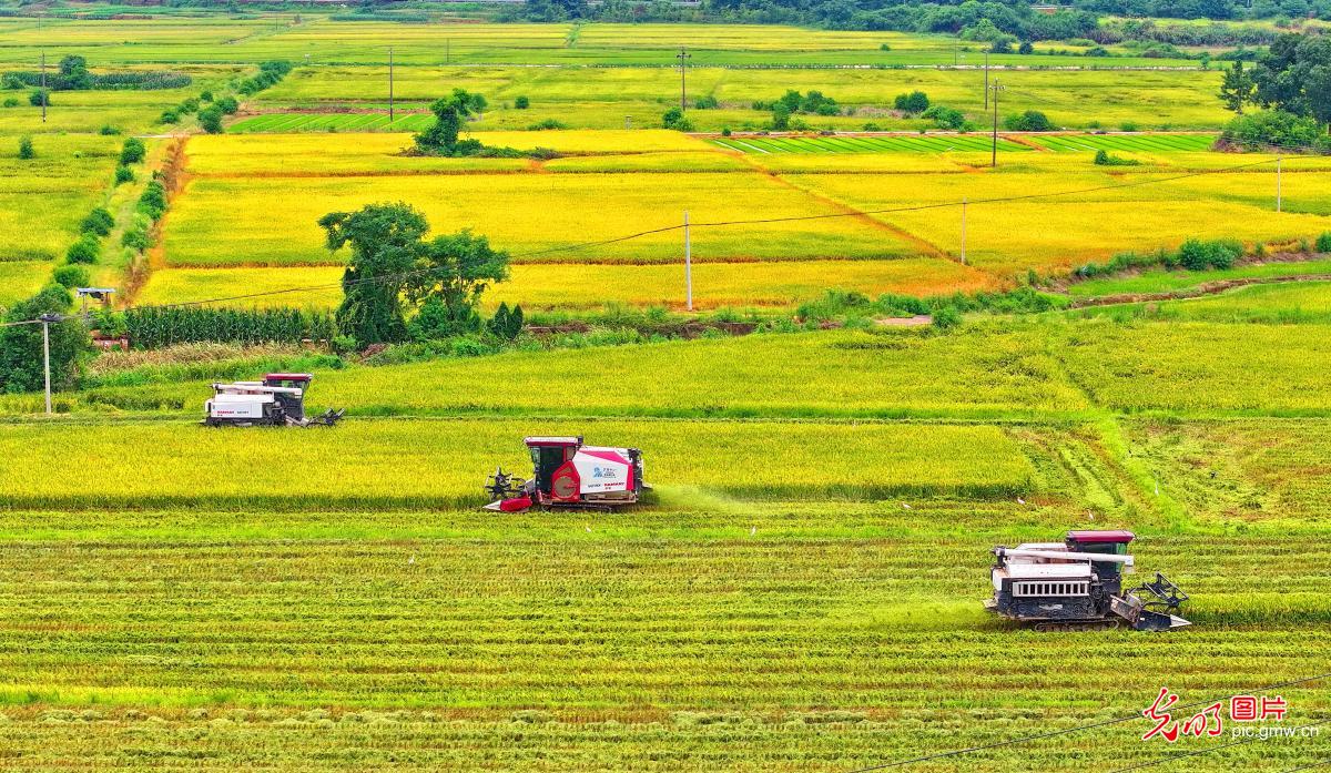 Farmers harvest mid-season rice in E China's Jiangxi