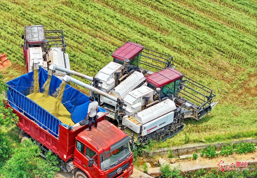 Farmers harvest mid-season rice in E China's Jiangxi