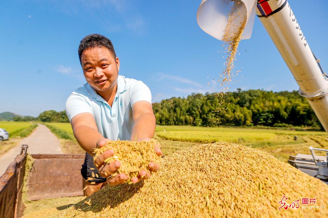 Farmers harvest mid-season rice in E China's Jiangxi