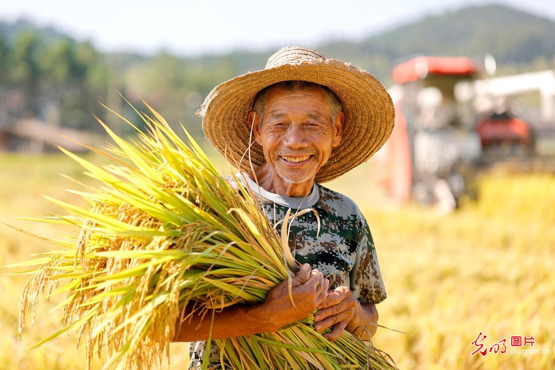 Farmers harvest mid-season rice in E China's Jiangxi