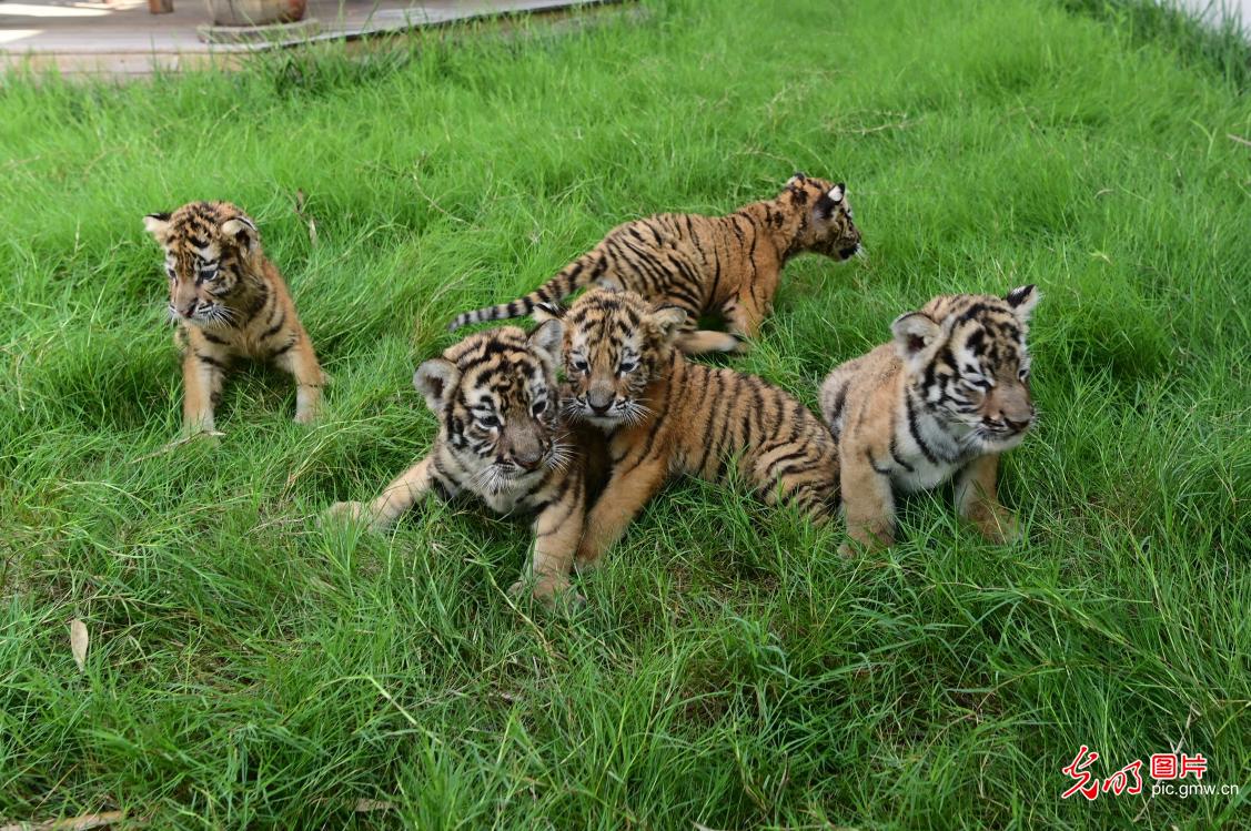 Siberian tiger cubs delight visitors in central China's Henan