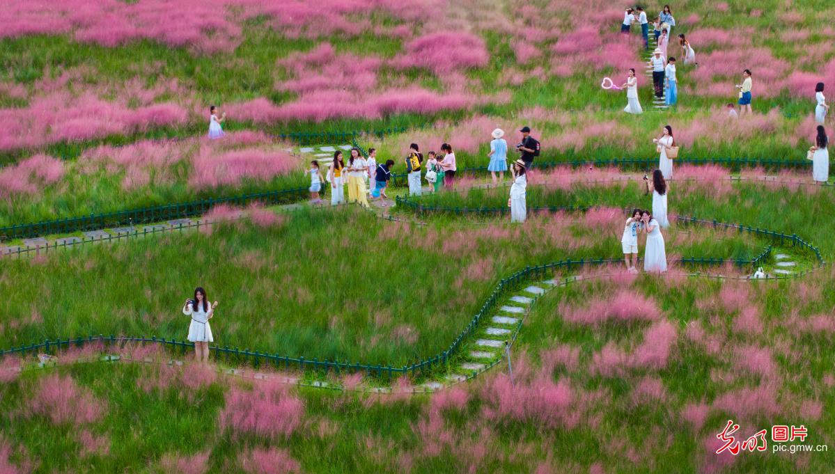 Pink muhly grass in full bloom draws visitors in S China's Guangxi