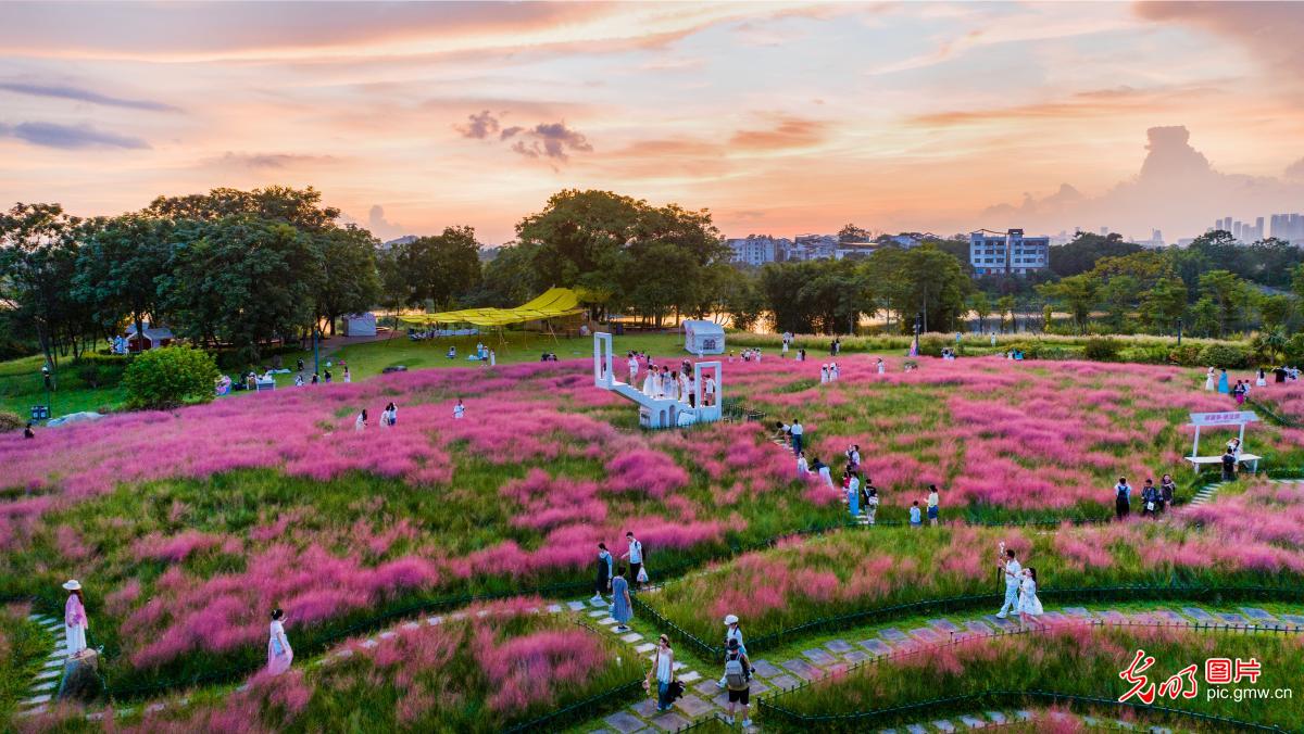 Pink muhly grass in full bloom draws visitors in S China's Guangxi