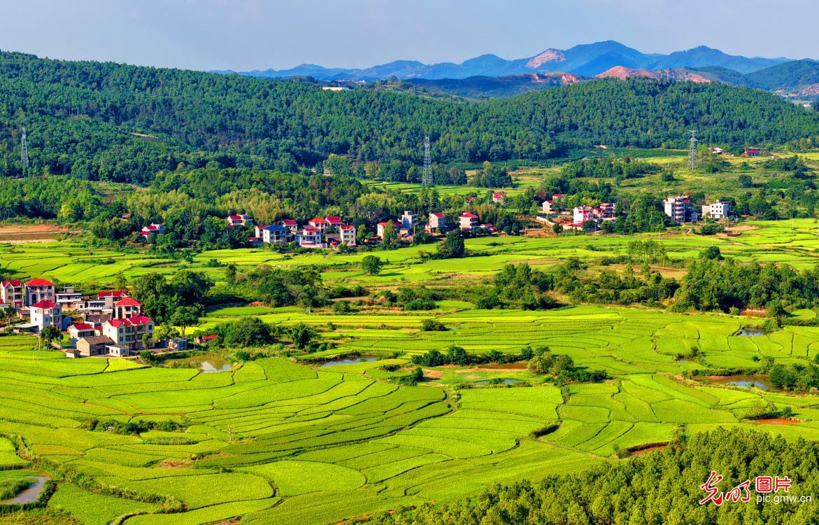 Autumn rice fields paint a bountiful rural scene in E China's Jiangxi