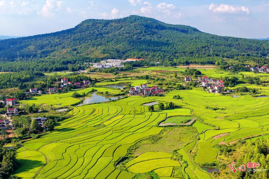 Autumn rice fields paint a bountiful rural scene in E China's Jiangxi