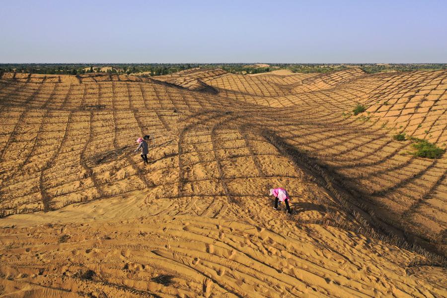 China shares decades of anti-desertification experience at int'l forum