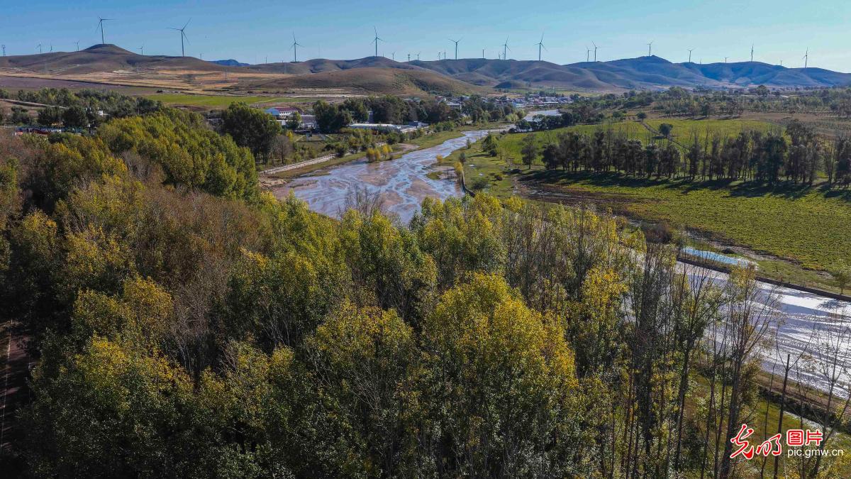 Autumn atmosphere deepens on Bashang Grassland, N China's Hebei