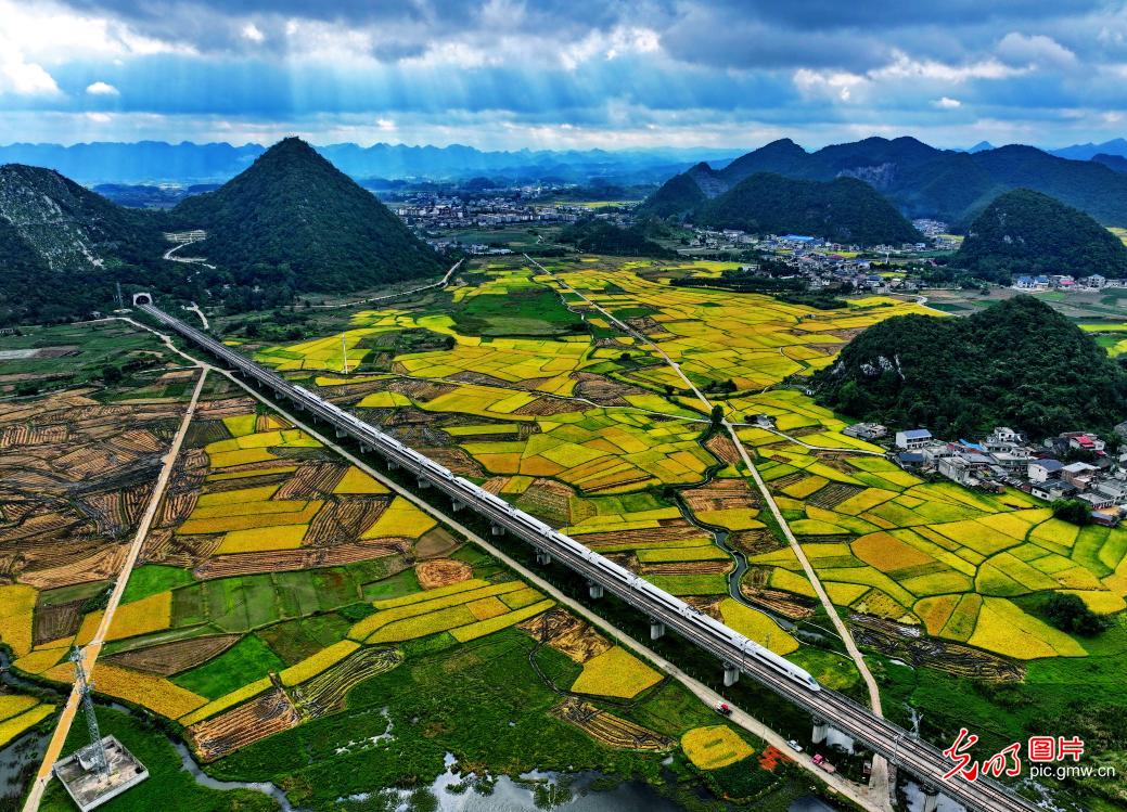 High-speed train cuts through golden harvest