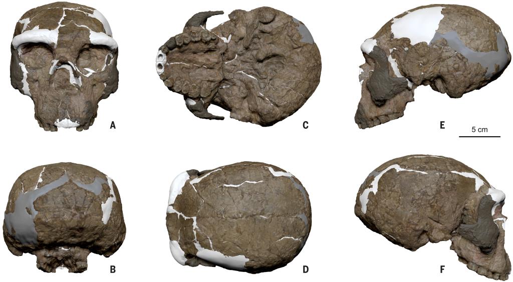 China Focus: Million-year-old skull from central China rewrites human evolution timeline
