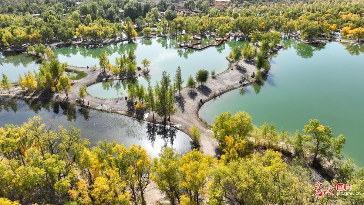 Populus euphratica forest scenery in NW China's Gansu