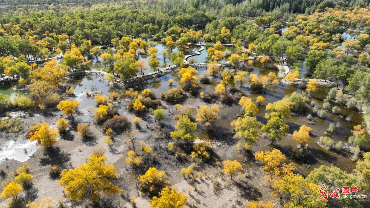 Populus euphratica forest scenery in NW China's Gansu