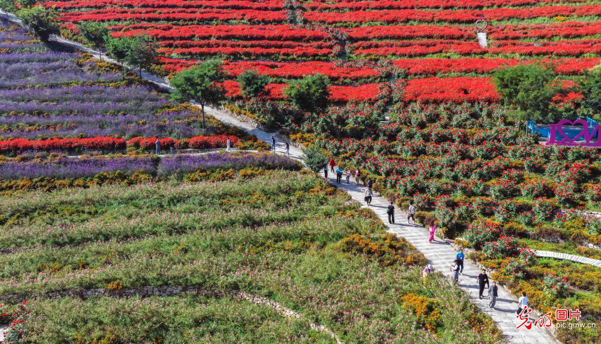 Alpine sea of flowers in N China's Hebei