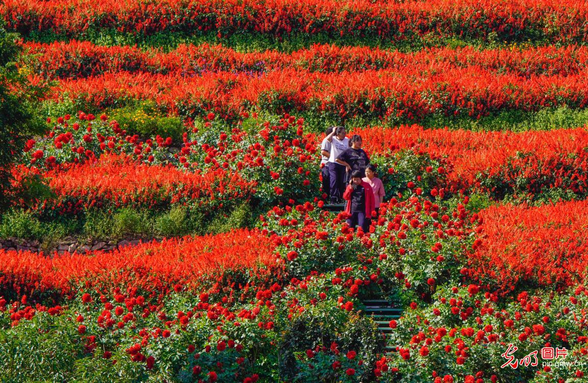Alpine sea of flowers in N China's Hebei
