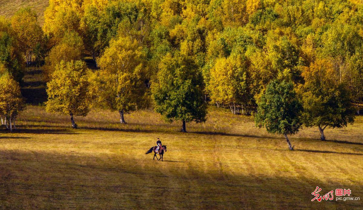 Autumn scenery of Bashang Grassland in N China's Hebei