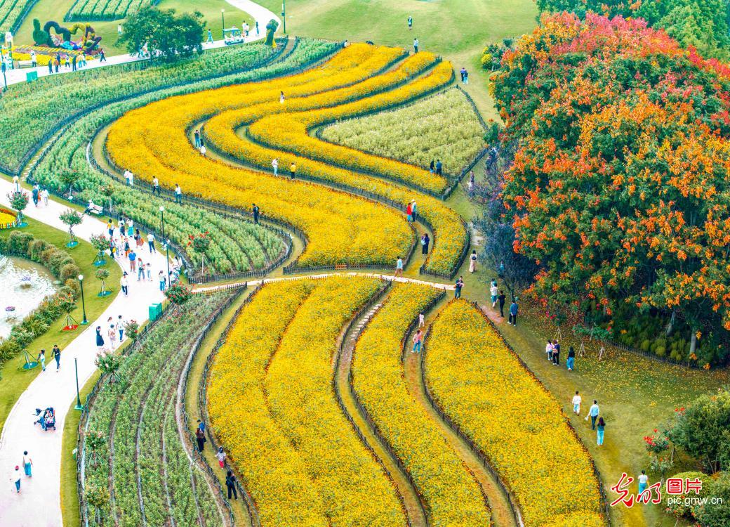 A colorful autumn draw for tourists in E China's Jiangsu