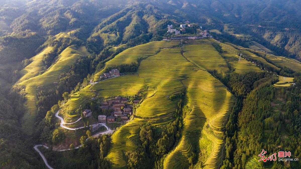 Golden terraced fields in S China's Guangxi