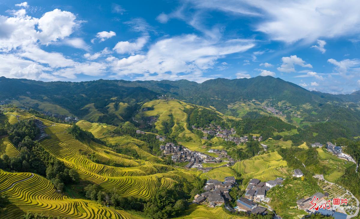 Golden terraced fields in S China's Guangxi