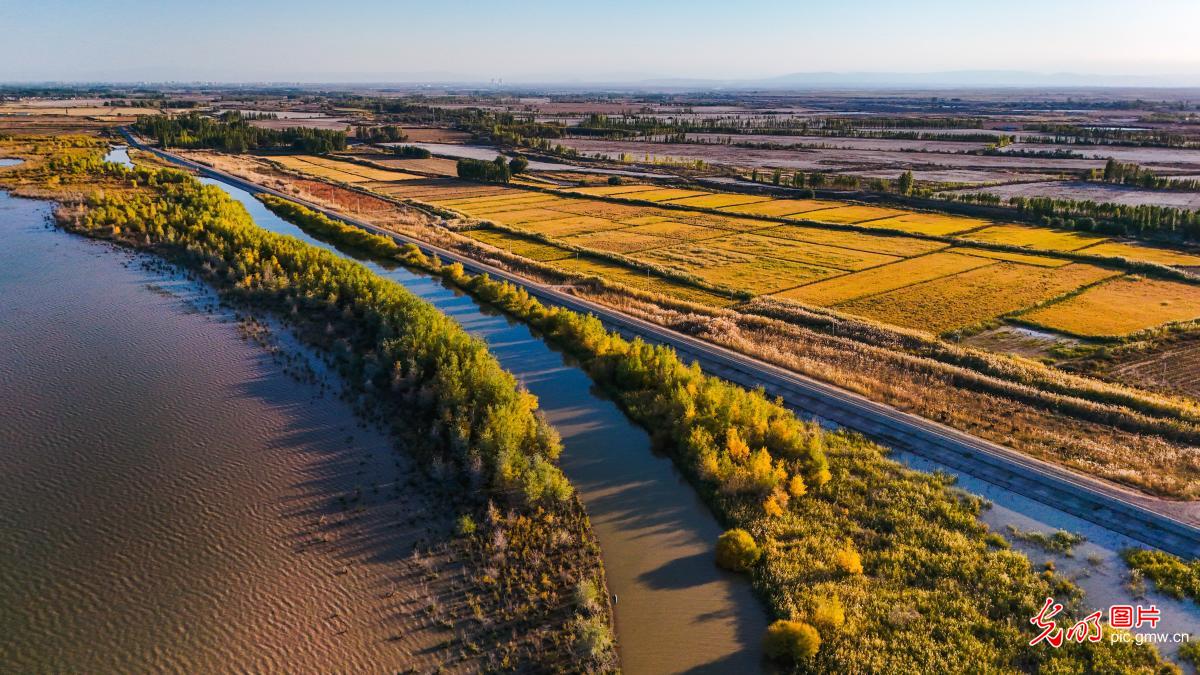 Golden wetland of late autumn in NW China's Xinjiang