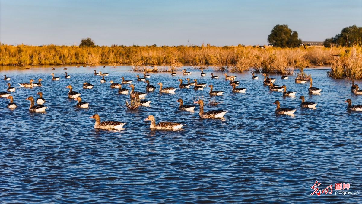 Golden wetland of late autumn in NW China's Xinjiang