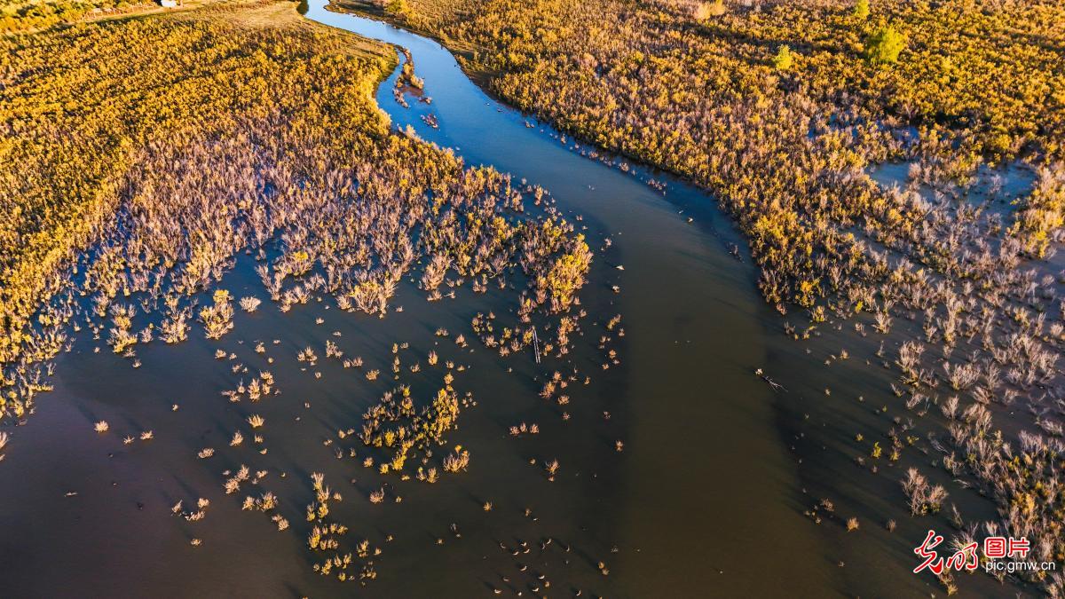 Golden wetland of late autumn in NW China's Xinjiang