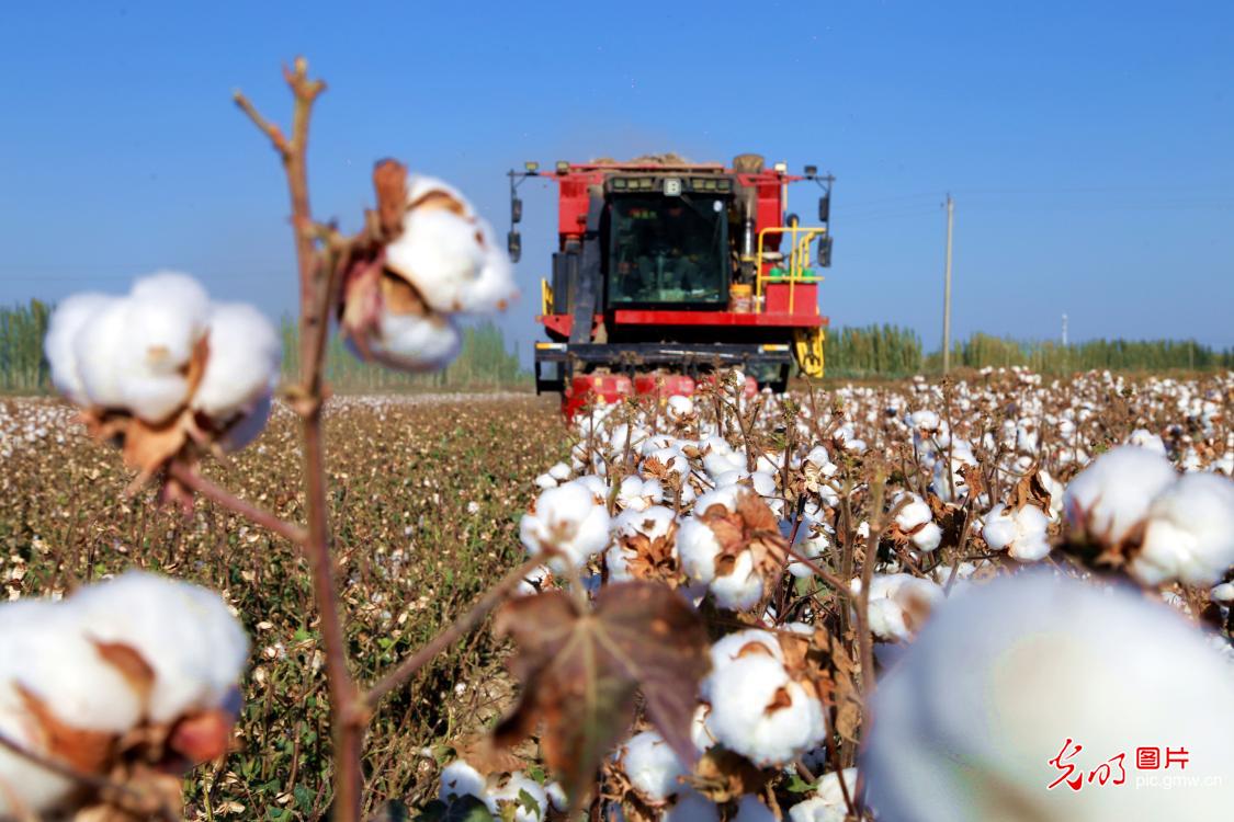 Golden autumn brings busy farming, fields burst with harvest