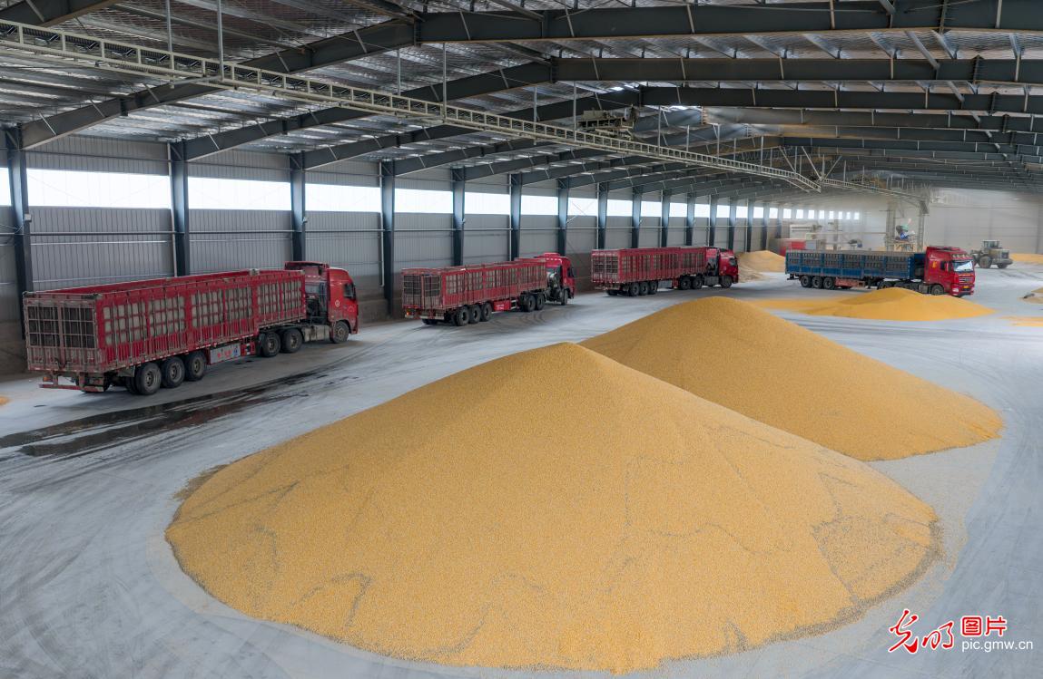 Golden autumn brings busy farming, fields burst with harvest