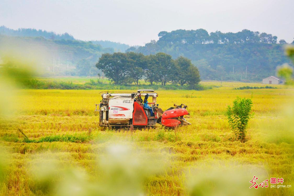Golden autumn brings busy farming, fields burst with harvest