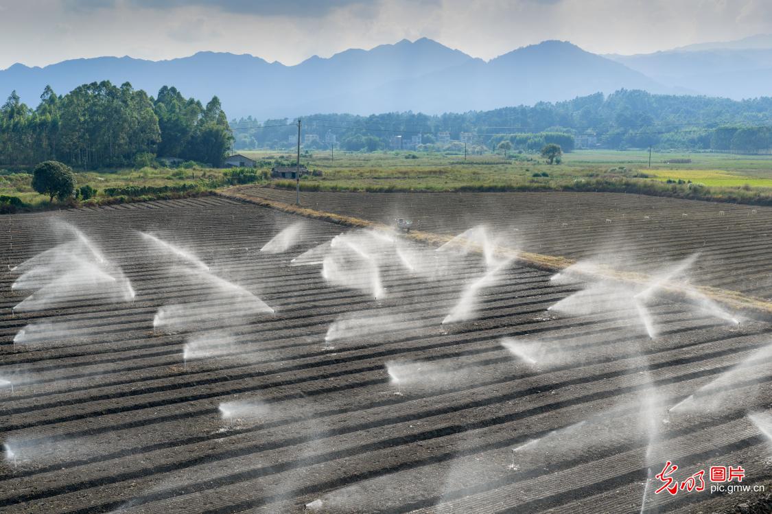 Golden autumn brings busy farming, fields burst with harvest