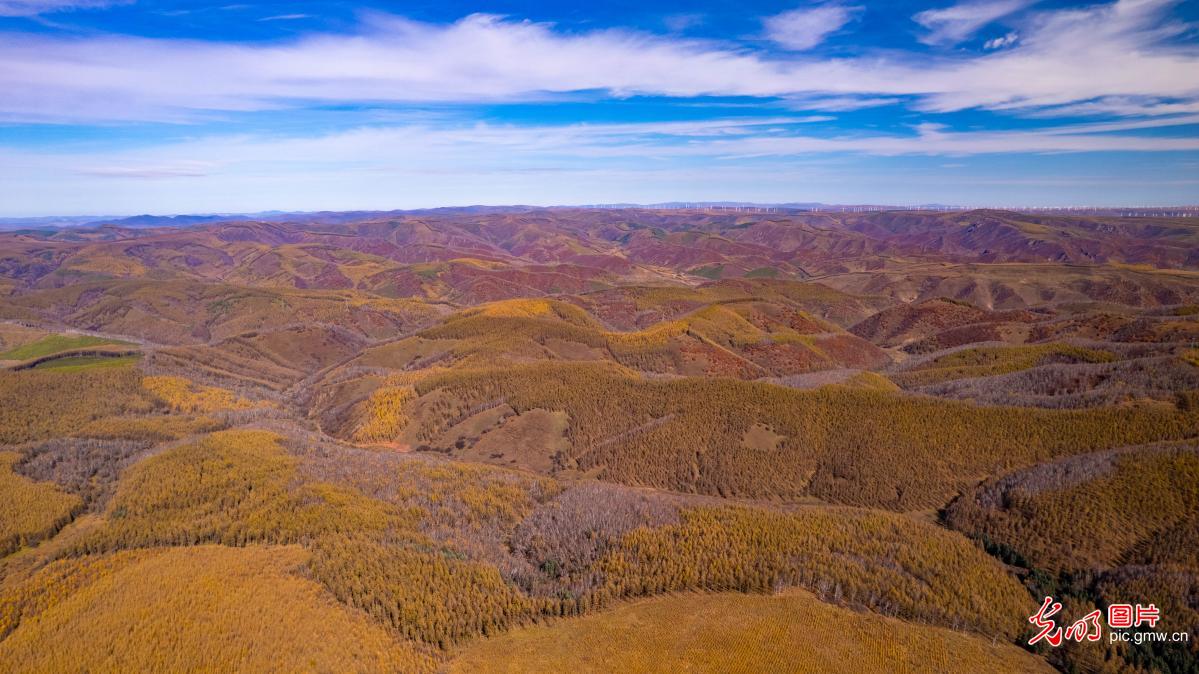 Autumn foliage blankets Saihanba Forest in N China's Hebei