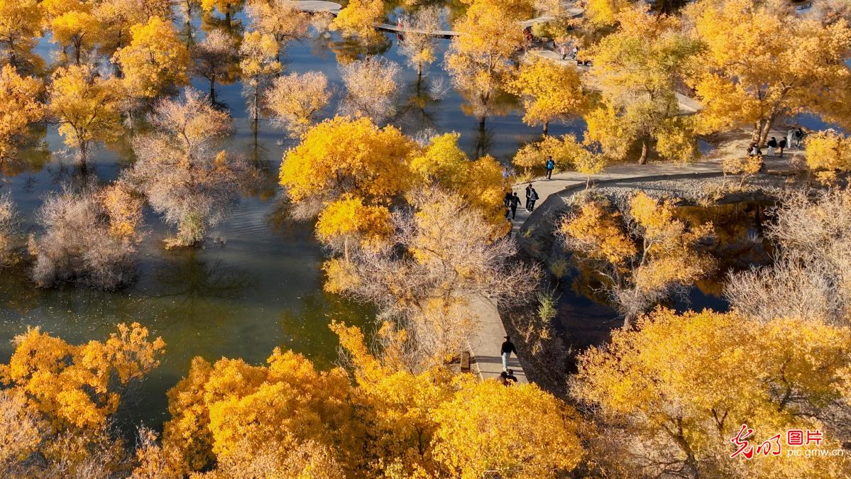 Golden poplar forest attracts visitors in NW China's Gansu