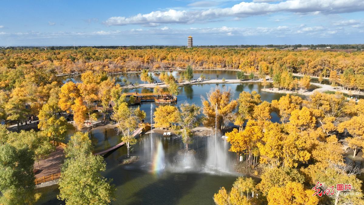 Golden poplar forest attracts visitors in NW China's Gansu