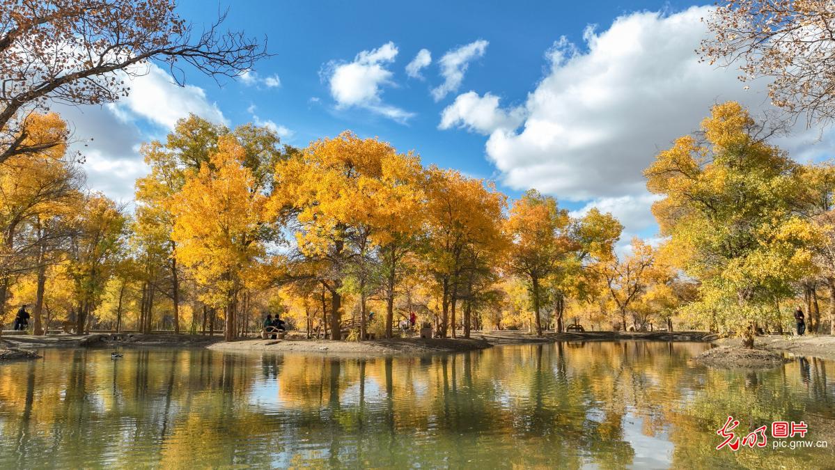 Golden poplar forest attracts visitors in NW China's Gansu