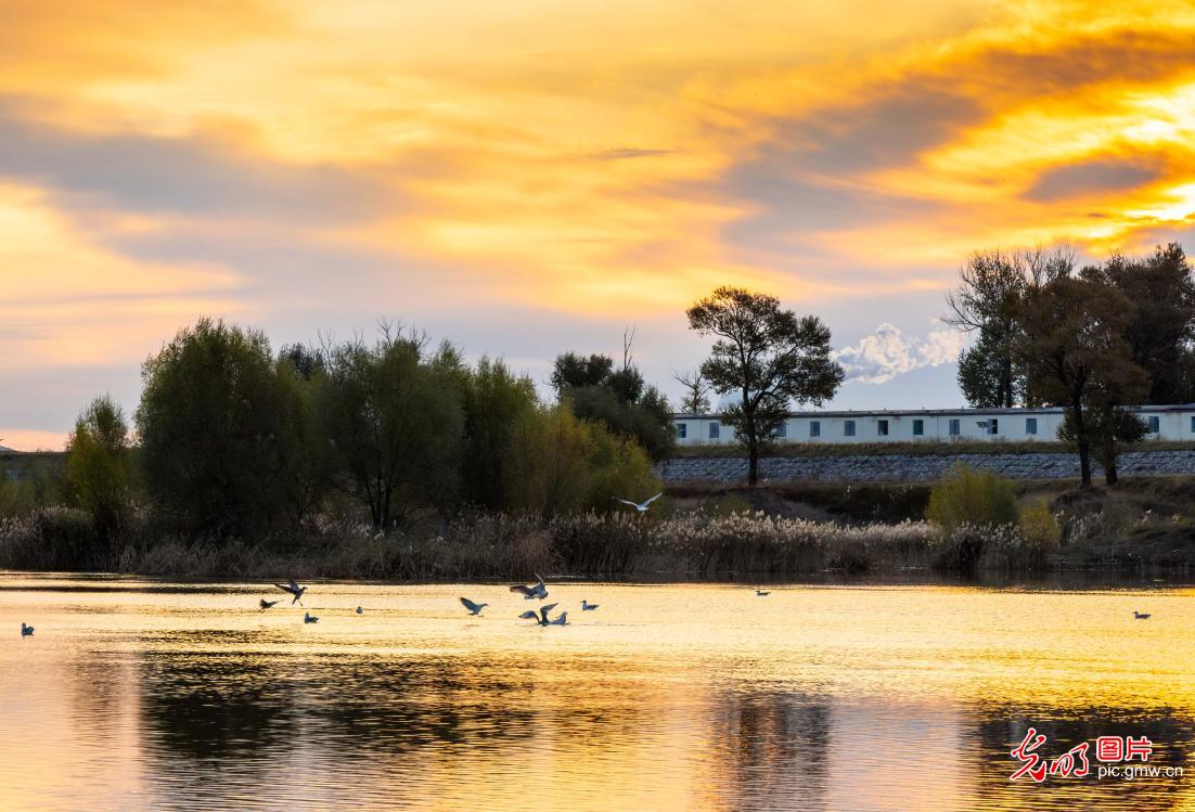 Autumn tints riverside park in N China's Inner Mongolia