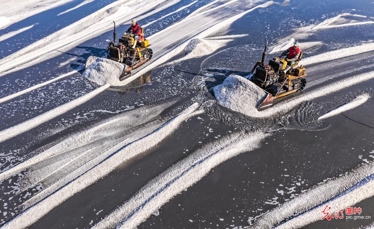 Sea salt harvest in E China's Shandong