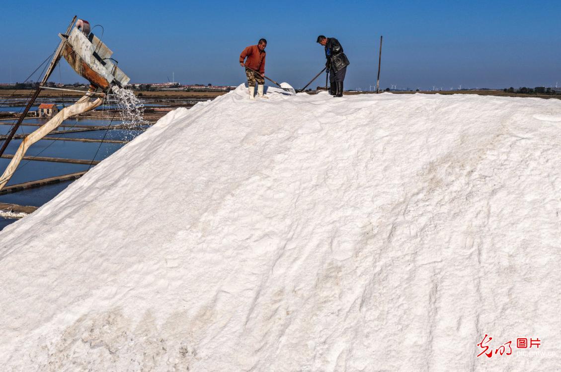 Sea salt harvest in E China's Shandong